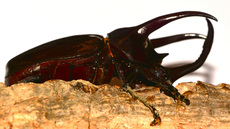 Dreihornkäfer (08).jpg